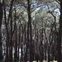 Centennial Park - Pine Grove