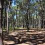 Centennial Park - Pine Grove