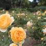 Centennial Park - Rose Garden