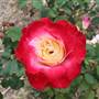 Centennial Park - Rose Garden