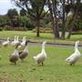 Centennial Park - Frog Hollow