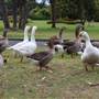 Centennial Park - Frog Hollow