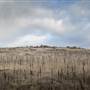 Monaro Plains