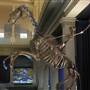 Australian Museum