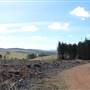 Jenolan State Forest - Logged Area