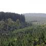 Jenolan State Forest - Logged Area