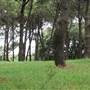 Centennial Park
