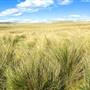 Monaro Plains