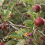 Logan Brae Orchard