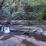 Minnamurra Rainforest Walk - Budderoo National Park