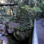 Minnamurra Rainforest Walk - Budderoo National Park