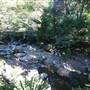 Minnamurra Rainforest Walk - Budderoo National Park