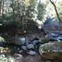 Minnamurra Rainforest Walk - Budderoo National Park