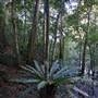 Minnamurra Rainforest Walk - Budderoo National Park