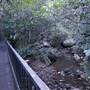 Minnamurra Rainforest Walk - Budderoo National Park