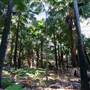 Munmorah State Conservation Area - Palms Picnic Area