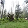 Jenolan State Forest