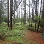Jenolan State Forest