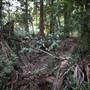Red Cedar Flat picnic area
