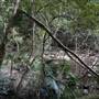 Red Cedar Flat picnic area