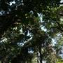 Mount Keira Scout Camp File 1