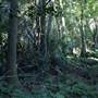 Mount Keira Scout Camp File 1