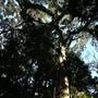 Mount Keira Scout Camp File 1