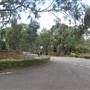 Rookwood Cemetery