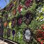 The Calyx - Royal Botanic Garden Sydney