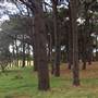 Centennial Park - Pine Grove