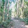 Ardeena - Jungle / Rainforest Private Property