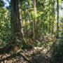 Ardeena - Jungle / Rainforest Private Property