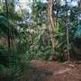Ardeena - Jungle / Rainforest Private Property