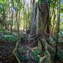 Ardeena - Jungle / Rainforest Private Property