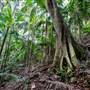Ardeena - Jungle / Rainforest Private Property