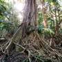 Ardeena - Jungle / Rainforest Private Property