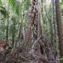 Ardeena - Jungle / Rainforest Private Property