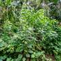 Ardeena - Jungle / Rainforest Private Property