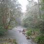 Terania Creek - Waterfalls & Rainforest