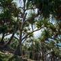 Fingal Head Lighthouse & Coastal Reserve