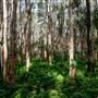 Island Quarry - Eucalypt Forest