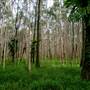 Island Quarry - Eucalypt Forest