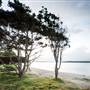 Hickey Island - Yamba