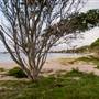 Hickey Island - Yamba