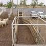 Dubbo Saleyards