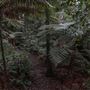 Cathedral of Ferns - Mount Wilson