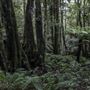 Cathedral of Ferns - Mount Wilson