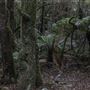 Cathedral of Ferns - Mount Wilson