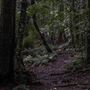 Cathedral of Ferns - Mount Wilson