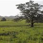 Coolamon Scenic Drive in the Byron Bay Hinterlands